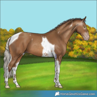 Horse Color:Gray Silver Sable Champagne Tobiano