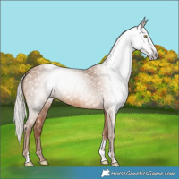 Horse Color:Gray Silver Amber Champagne Sabino 