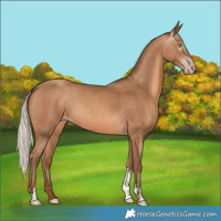Horse Color:Gray Silver Amber Champagne Sabino