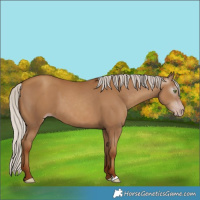 Horse Color:Gray Silver Classic Champagne 