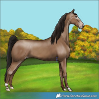 Horse Color:Gray Classic Champagne 
