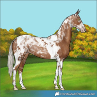 Horse Color:Gray Silver Classic Champagne Tobiano 