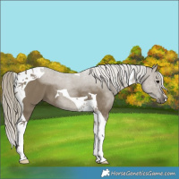 Horse Color:Silver Smoky Grullo Tobiano 