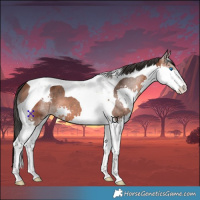 Horse Color:Bay Splash Tobiano