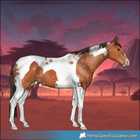 Horse Color:Bay Tobiano 