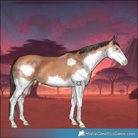 Horse Color:Bay Splash 