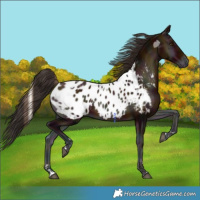 Horse Color:Midnight Bay Onyx Near Leopard 
