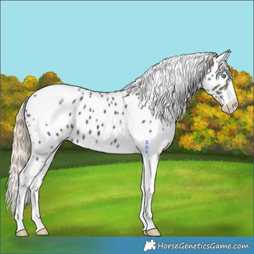 Horse Color:Midnight Perlino Dun Splash Tobiano Appaloosa 