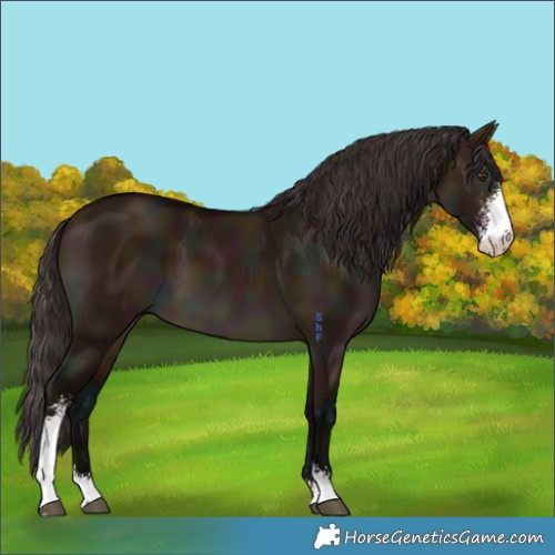 Horse Color:Midnight Bay Dun Sabino 