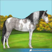 Horse Color:Grullo Sabino Tobiano 