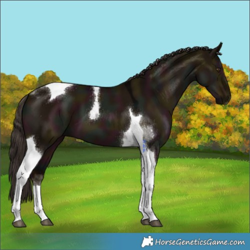 Horse Color:Midnight Liver Red Dun Tobiano 
