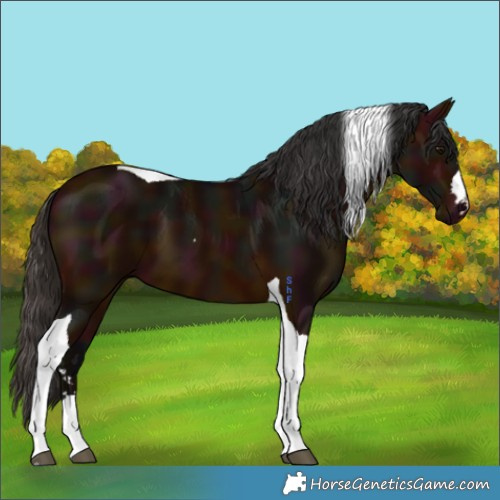 Horse Color:Midnight Bay Tobiano 