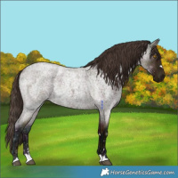 Horse Color:Midnight Bay Roan Dun 