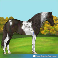 Horse Color:Midnight Buckskin Dun Tobiano 