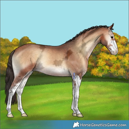 Horse Color:Bay Ice Onyx Sabino 