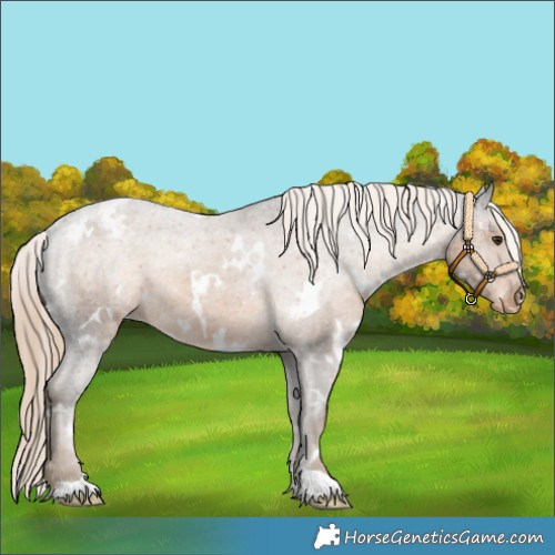 Horse Color:White Spotted Chocolate Palomino Appaloosa 