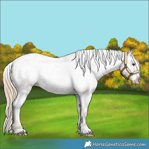 Horse Color:White Spotted Chocolate Palomino Varnish 
