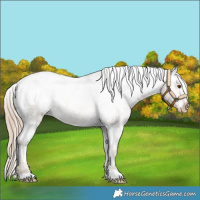 Horse Color:White Spotted Chocolate Palomino Varnish 