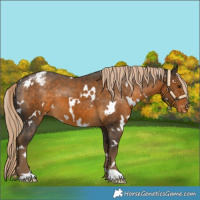 Horse Color:White Spotted Chocolate Palomino Appaloosa 