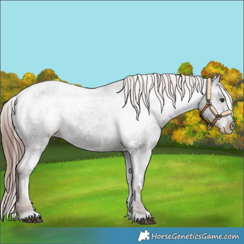 Horse Color:White Spotted Liver Chestnut Appaloosa 