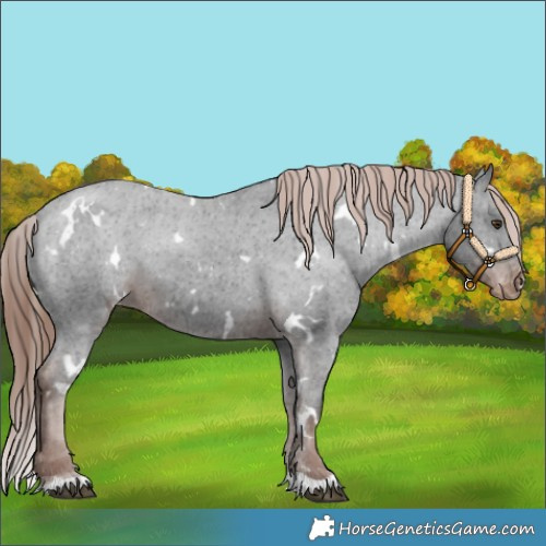 Horse Color:White Spotted Liver Chestnut Appaloosa 