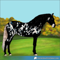 Horse Color:ERROR: UNKNOWN ANOMALY