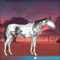 Horse Color:Black Splash Tobiano