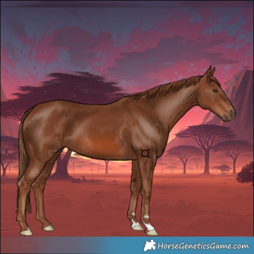 Horse Color:Chestnut 