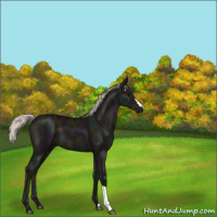 Horse Color:Midnight Silver Black 