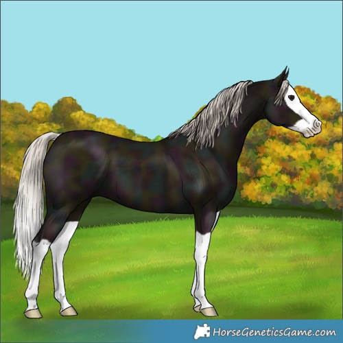 Horse Color:Midnight Silver Black Splash 