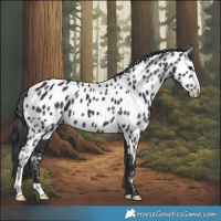 Horse Color:Black Near Leopard 