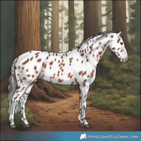 Horse Color:Bay Leopard 