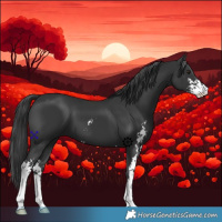 Horse Color:Black Sabino 