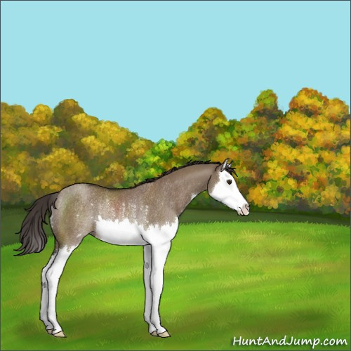 Horse Color:Liver Red Dun Splash Rabicano