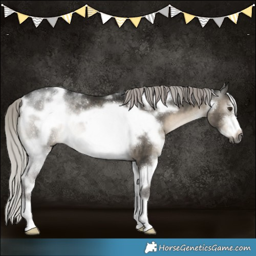 Horse Color:Gray White Spotted Silver Brown Dun Frame