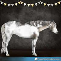 Horse Color:Gray White Spotted Silver Brown Dun Frame 