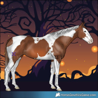 Horse Color:Chestnut Splash Tobiano