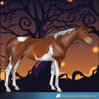 Horse Color:Chestnut Tobiano