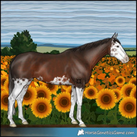 Horse Color:Liver Chestnut Splash 