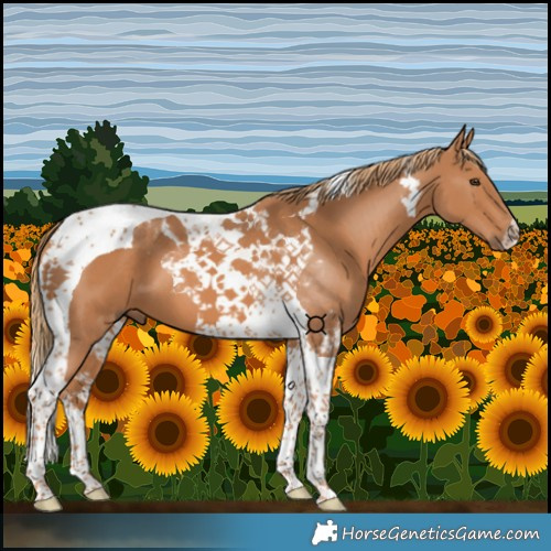 Horse Color:Chestnut Tobiano 