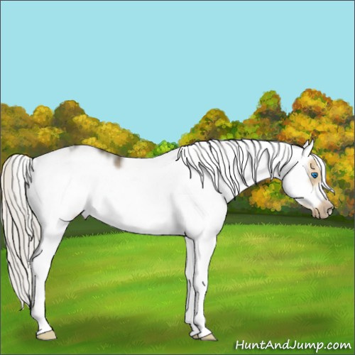 Horse Color:Silver Buckskin Dun Sabino Splash Frame