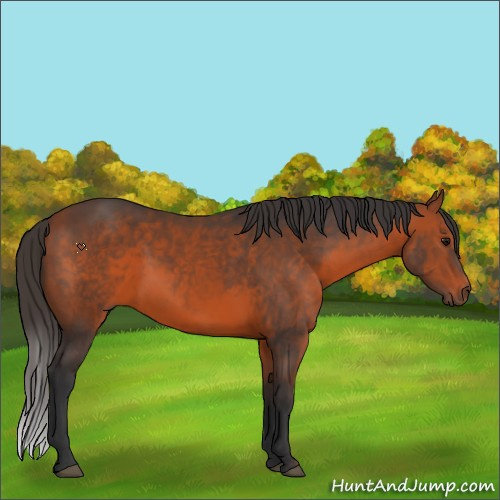 Horse Color:Bay 