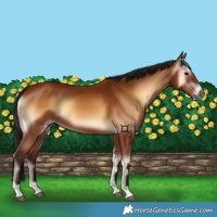 Horse Color:Gray Bay Onyx