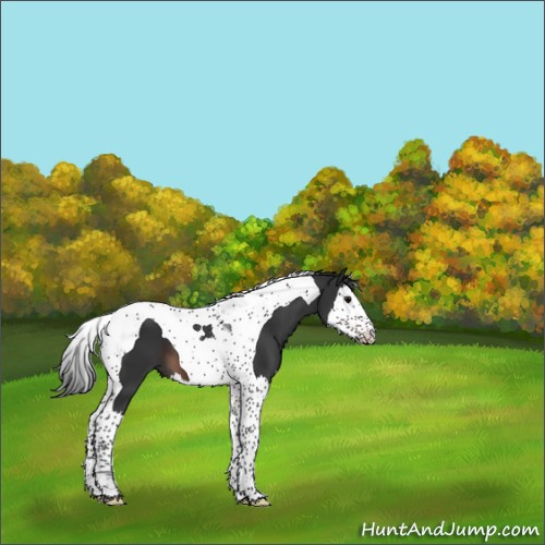 Horse Color:Brown Splash Tobiano 