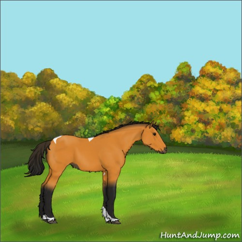 Horse Color:Gray Buckskin Tobiano 