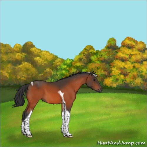 Horse Color:Brown Tobiano 