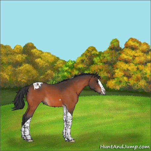 Horse Color:Brown Splash Tobiano 