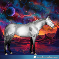 Horse Color:Gray Black Splash Appaloosa 