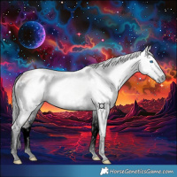 Horse Color:Gray Bay Dun Splash Rabicano