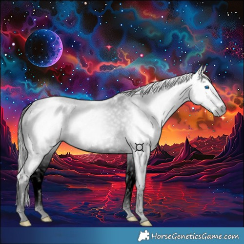 Horse Color:Gray Black Splash Appaloosa 
